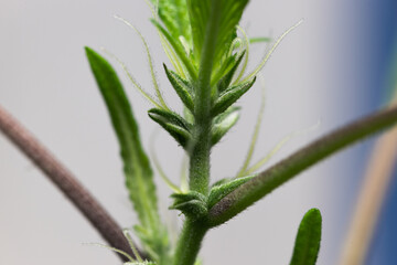 close up of a plant cannabis plant (macro)