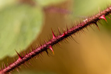 red pricker bush branch (macro) spikes 