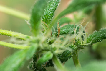 close up of cannabis plant (macro)
