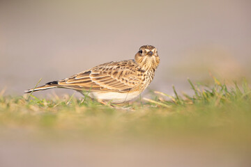  Eurasian skylark (Alauda arvensis) foraging on the ground in the morning light.