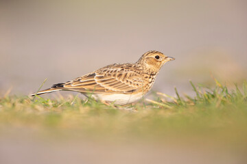  Eurasian skylark (Alauda arvensis) foraging on the ground in the morning light.