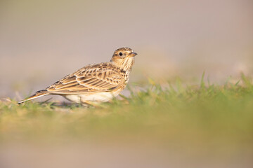  Eurasian skylark (Alauda arvensis) foraging on the ground in the morning light.