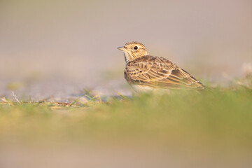  Eurasian skylark (Alauda arvensis) foraging on the ground in the morning light.