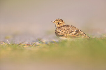  Eurasian skylark (Alauda arvensis) foraging on the ground in the morning light.