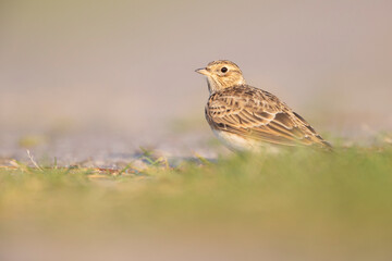  Eurasian skylark (Alauda arvensis) foraging on the ground in the morning light.