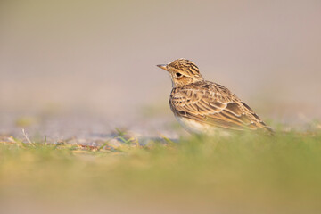  Eurasian skylark (Alauda arvensis) foraging on the ground in the morning light.