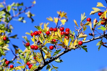 Natural and wild flowers - Crataegus monogyna or hawthorn.