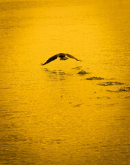 Great cormorant flying towards sunset.