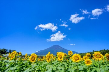 夏の富士山　ひまわり畑