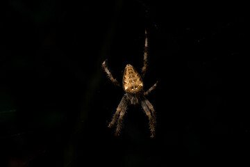 spider closeup with black background wait for its prey.