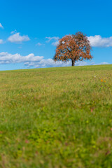 Obraz premium Herbstbäume auf dem Dinkelberg
