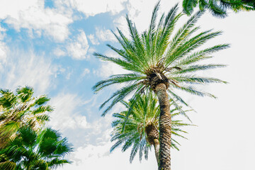 Fototapeta na wymiar Beautiful palm trees low angle view with scattered with clouds sky