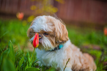 shih tzu dog sniffs a flower