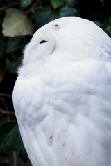 Snowy Owl outdoors in nature.