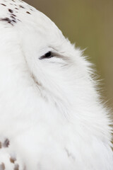 Close-up of a snowy owl head.