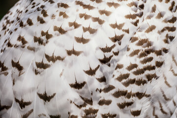 Detail of the feathers of a snowy owl.