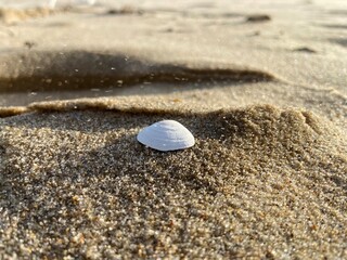 Biała muszelka na piasku