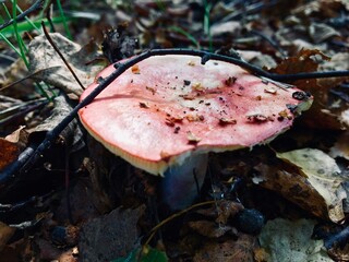 Jasnoczerwony grzyb na ziemi © Rubin