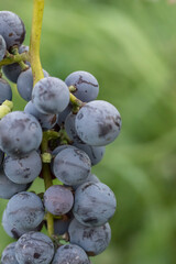 Close-up shot of vibrant coloured blue grapes ready to be harvested