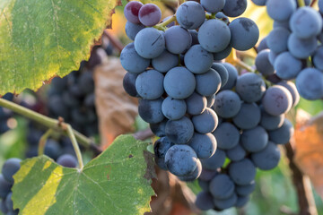 Close-up shot of vibrant coloured blue grapes ready to be harvested