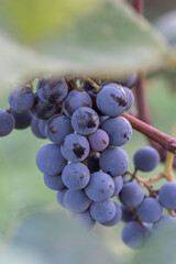 Close-up shot of vibrant coloured blue grapes ready to be harvested