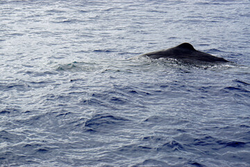 sperm whale in the atlantic ocean at the acores islands