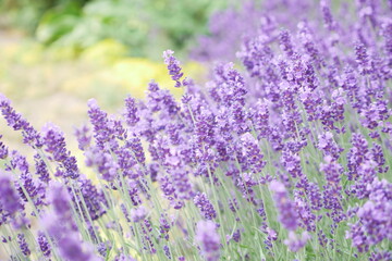 lavender in a field on a summer day