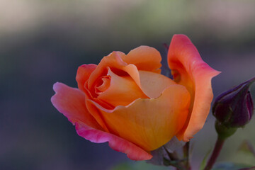 Orange rose on a green background..