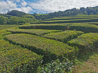Naklejka premium tea fields on the azores