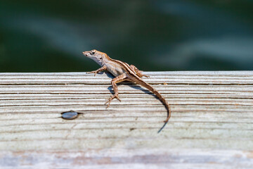Small Brown Anole on wooden deck