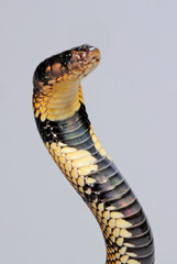 Cape coral cobra // Schildnasenkobra, Kap-Zwergschildkobra (Aspidelaps lubricus cowlesi)