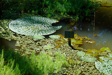 Fototapeta premium huge water lilies on a green pond