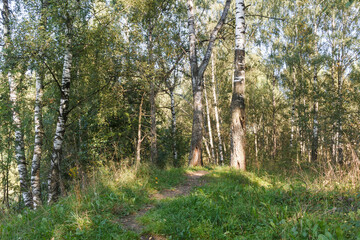 Obraz premium Early autumn in central Russia. Path in forest between birch trees. Sunny weather