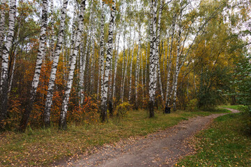 Obraz premium Path in autumn forest in Moscow region, Russia. Yellow leaves