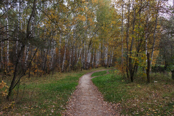 Autumn forest in October, Moscow region, Russia. Birch trees, yellow leaves
