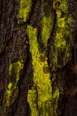 closeup detail of tree trunk bark with green and yellow pattern of mossy lichen