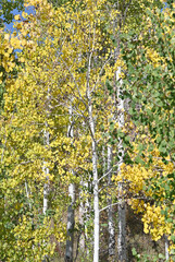 Aspen Trees in the Fall