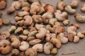 cashew nuts drying in the sun