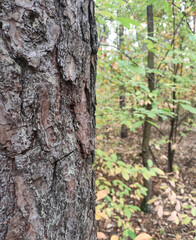 Half tree bark, half forest