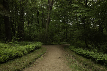 Path in the dark green forest