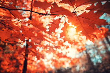 Sunlight peaking trough the autumn leaves . Vibrant seasonal background or backdrop.