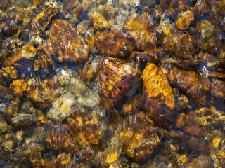 Clear Currents of Water and Light Over Creek Stones