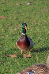 Huge duck in the park in Italy