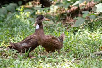 Two ducks embracing each other