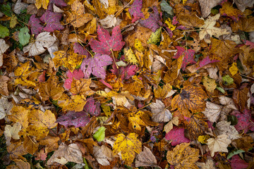Wonderful autumn leaves in vivid colors as pattern concept for the colorful fall season.