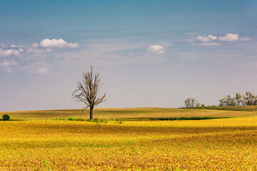 Lonely dead tree in the middle of yellow field under blue sky with white clouds in Ontario, Canada