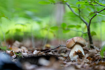 Boletaceae Boletus Leccinum in close view