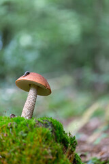 Boletaceae Boletus Leccinum in close view