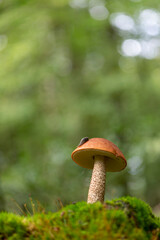 Boletaceae Boletus Leccinum in close view