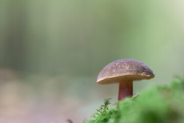 Boletaceae Boletus Leccinum in close view